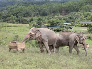 Day for Elephant Half-Day Afternoon