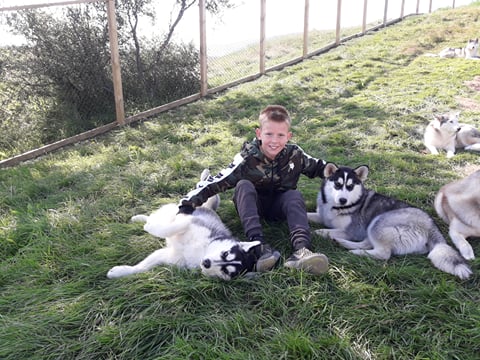 Husky Petting in Akureyri - Private experience, photo 9