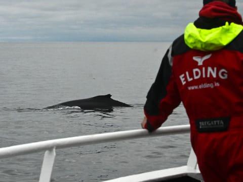 Reykjavík Whales & Diving, photo 5