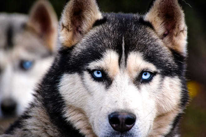 Husky Farm Visit in Rovaniemi