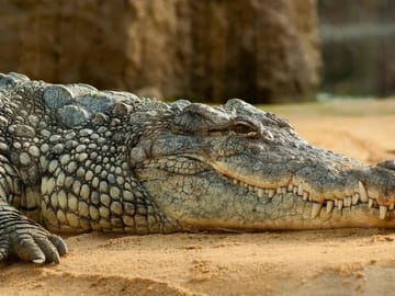 Crocodile Safari at Crocoparc in Agadir, Morocco