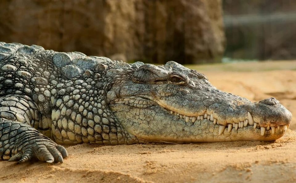 Crocodile Safari at Crocoparc in Agadir, Morocco
