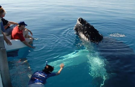 Mirissa Whale Watching Tour From Koggala