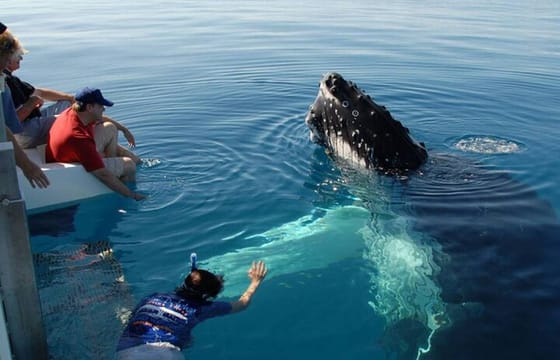 Mirissa Whale Watching Tour From Koggala