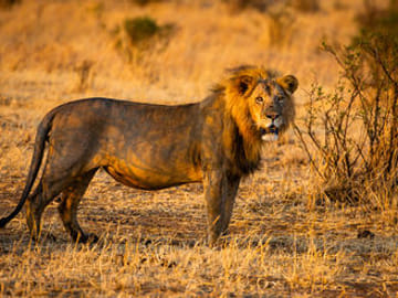 Tanzania Active Family Adventure