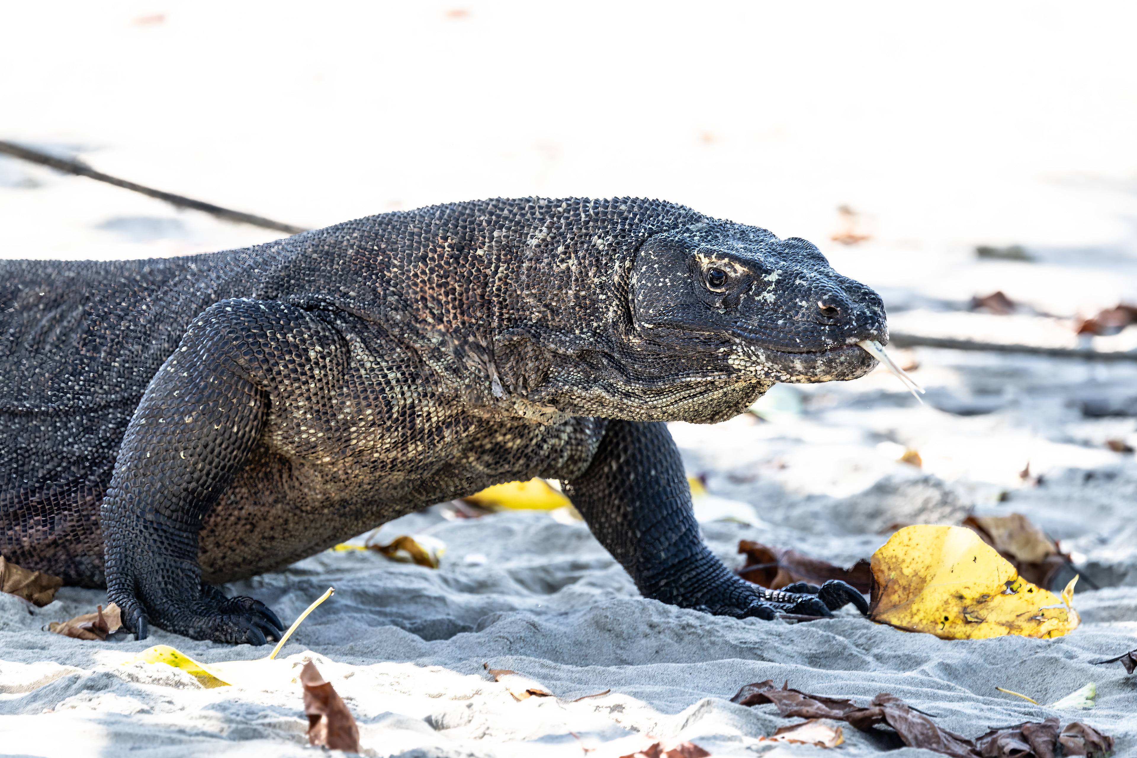 komodo national park indonesia