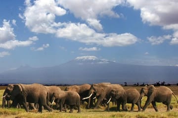 1-Day Amboseli National Park Safari with Mt Kilimanjaro Views