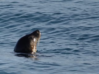 Whale Watching and Marine Life Tour in Faxafloi, photo 16