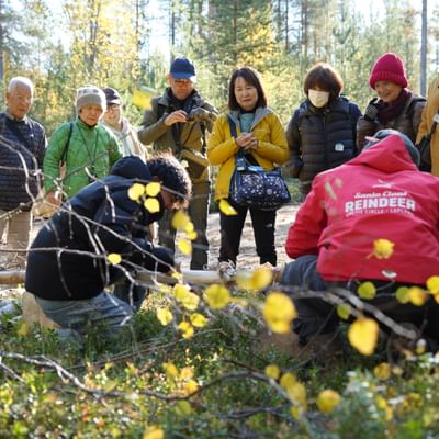 Taava Reindeer Farm – Reindeer & Lapland Traditions Year-Round