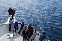 Whale Watching Cruise from Reykjavík 2