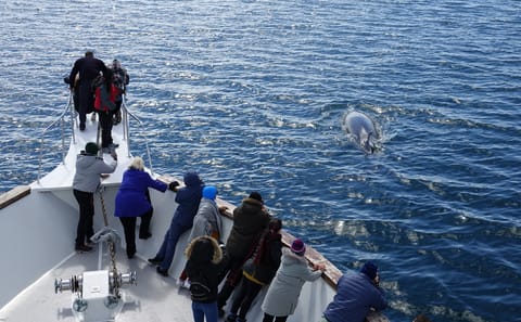 Whale Watching Cruise in Reykjavík's Coastal Waters