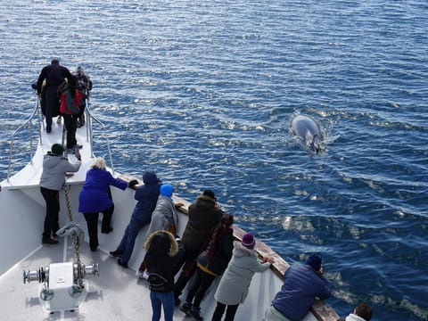 Whale Watching Cruise from Reykjavík, photo 2