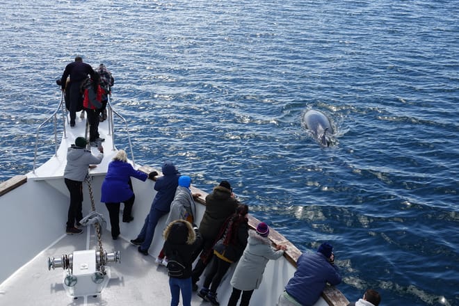 Whale Watching Cruise from Reykjavík 2