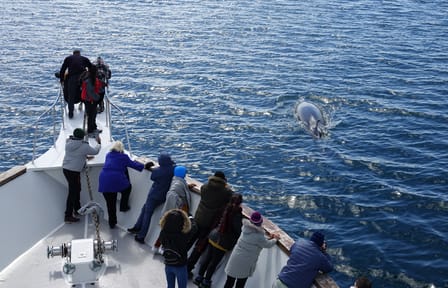 Whale Watching Cruise in Reykjavík's Coastal Waters
