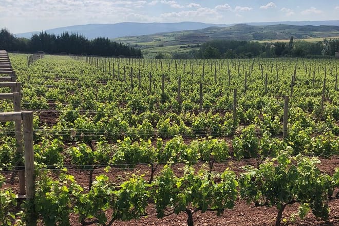 Rioja Day Tour: Explore Three Wineries with Tastings - Photo 2