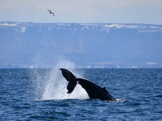 Reykjavík Whales & Diving, photo 12