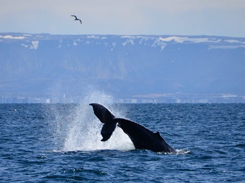Reykjavík Whales & Diving, photo 12