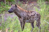 Arusha National Park Day tour  10