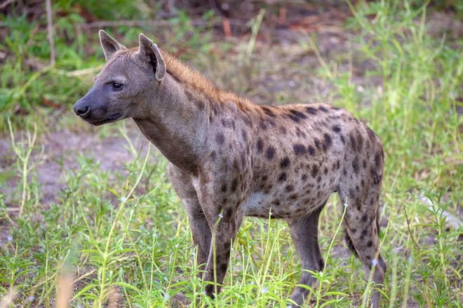 Arusha National Park Day tour  10