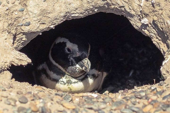 Estancia San Lorenzo: Home to the Largest Penguin Colony