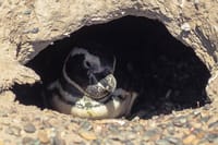 Estancia San Lorenzo: Home to the Largest Penguin Colony 9