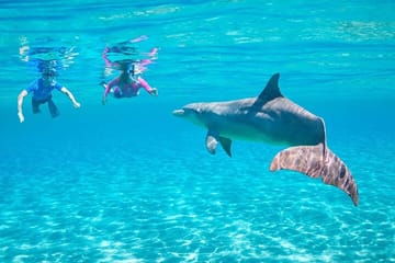 Swim With Dolphin in Dolphin House Satayeh Reef Snorkeling Sea Trip