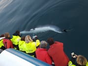 Whale Watching 9