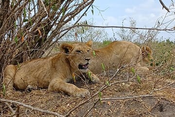 Private Nairobi Park Tour & Sheldrick or Giraffe-Free WI FI
