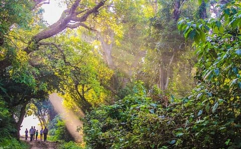 Chitwan National Park 3-Day Tour from Kathmandu by Flight