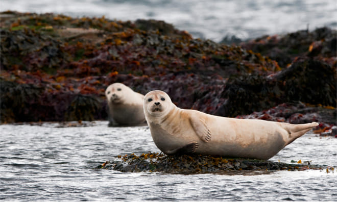 The mysterious Snæfellsnes National Park | Small Group Day Tour photo 2
