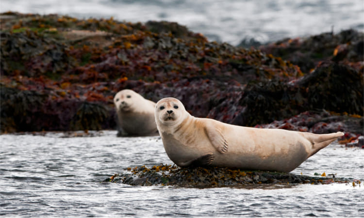 The mysterious Snæfellsnes National Park | Small Group Day Tour 2