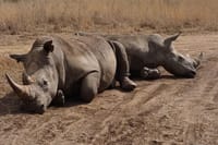 gigantic white rhinos