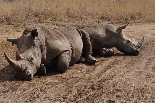 gigantic white rhinos