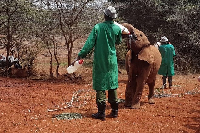 Elephant Orphanage