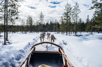 Snowmobile Safari to Husky Farm - Rovaniemi 7
