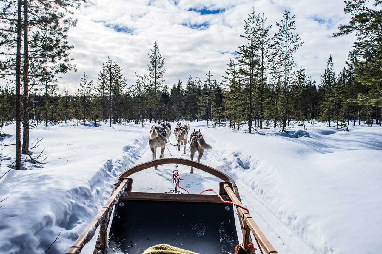 Snowmobile Safari to Husky Farm - Rovaniemi 7