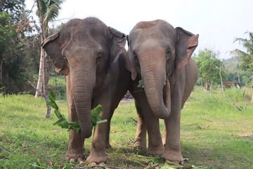 Living Green Elephant Sanctuary Experience near Bangkok & Pattaya