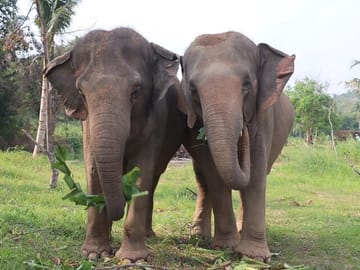 Living Green Elephant Sanctuary Experience near Bangkok & Pattaya