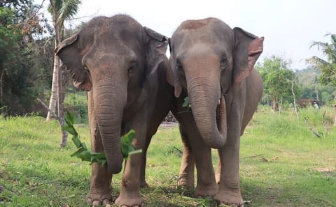 Living Green Elephant Sanctuary Full-Day Tour from Bangkok