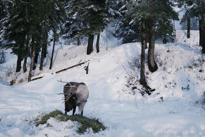 Banff Wildlife Explore and Johnston Canyon Icewalk Tour 10