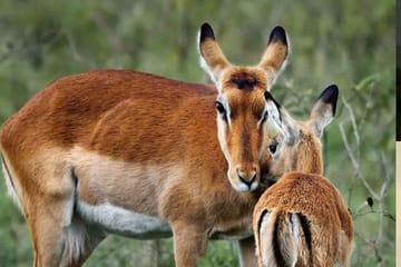 Private 2-Day Safari Adventure in Masai Mara, Kenya