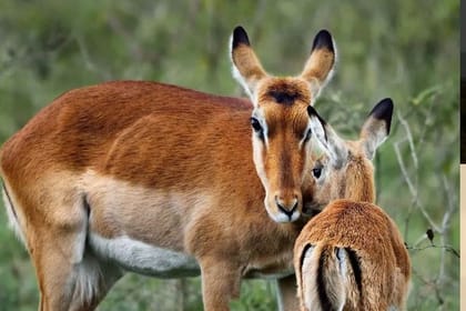 2-Day Masai Mara Private Get Away Safari Experience