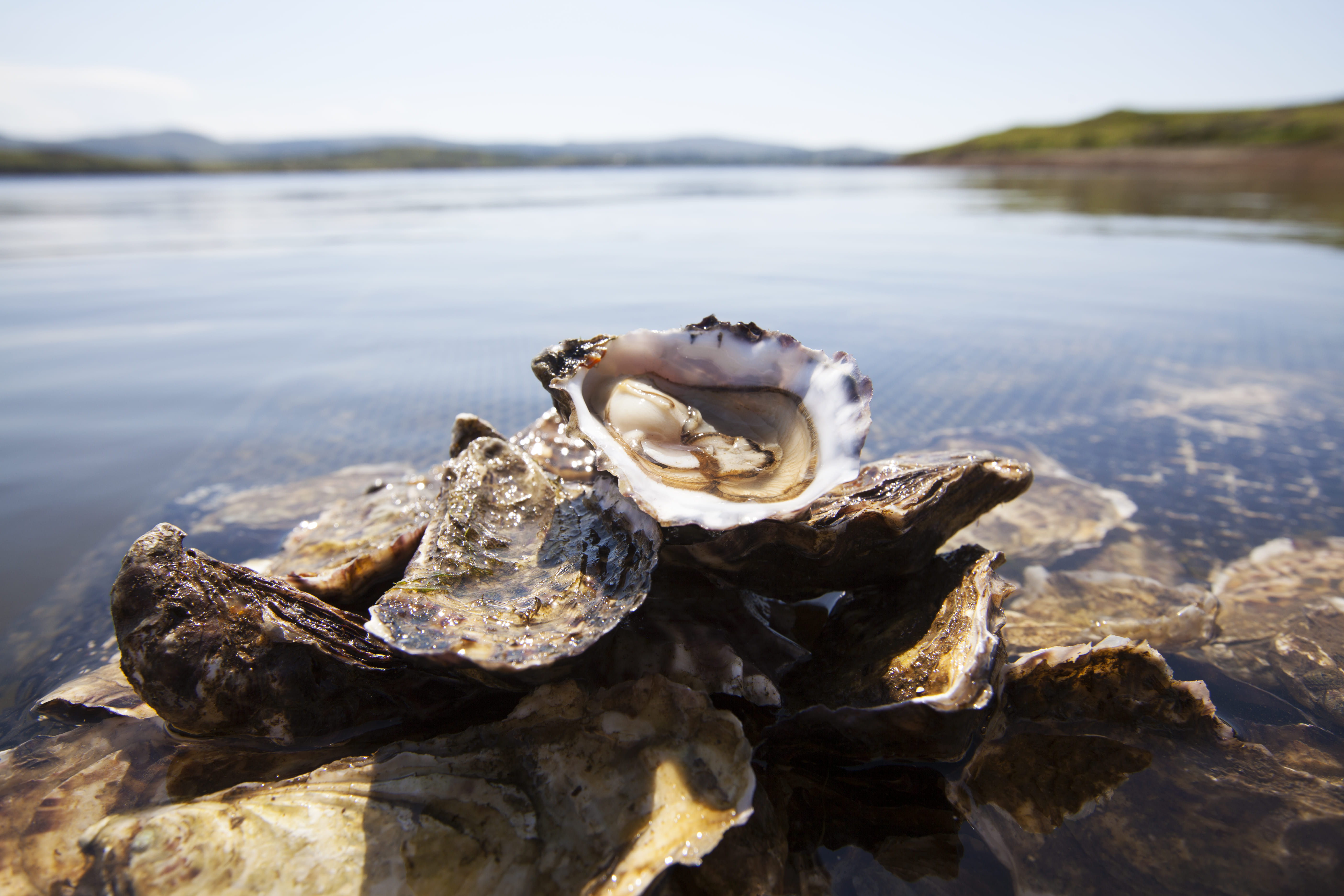 Oyster farm tour & tasting. Galway. Guided.
