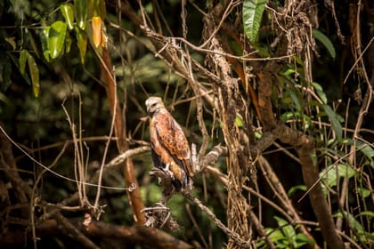Treehouse Lodge, Short Break (On Request)
