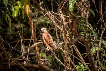 Amazon Rainforest Adventure at Treehouse Lodge, Iquitos
