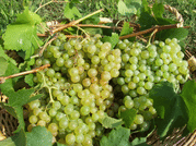 Prosecco Tasting in Countryside Winery 8