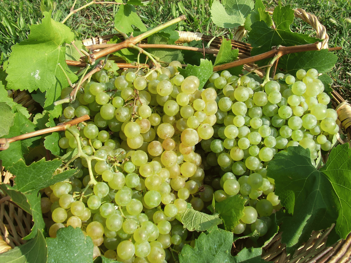 Prosecco Tasting in Countryside Winery 8