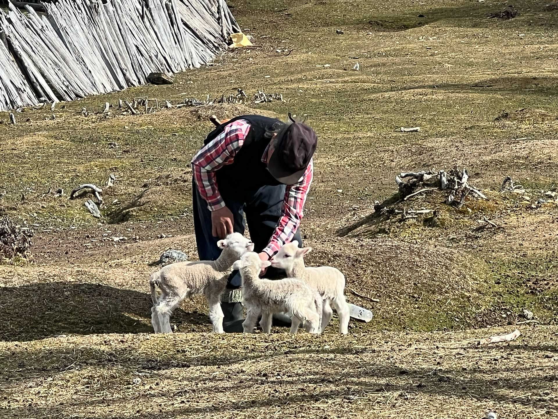 el ratón Pradenas alimentando a sus corderitos - Lago Christie, Ruta Mayer, Villa O'Higgins
