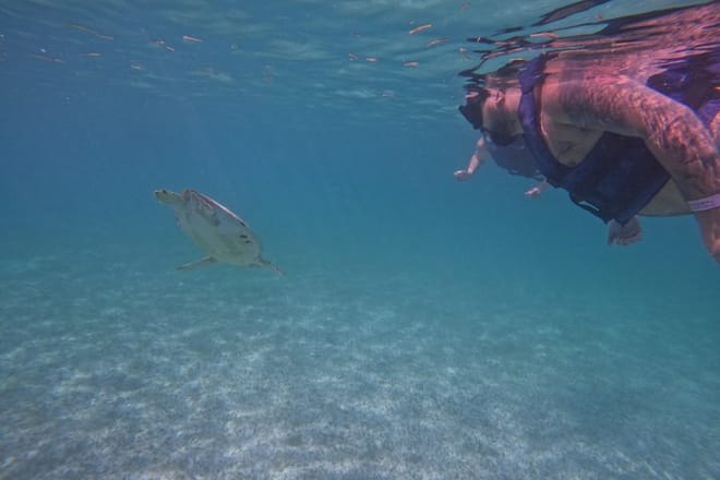 Santuario de tortugas Akumal Snorkel Experiencia marina