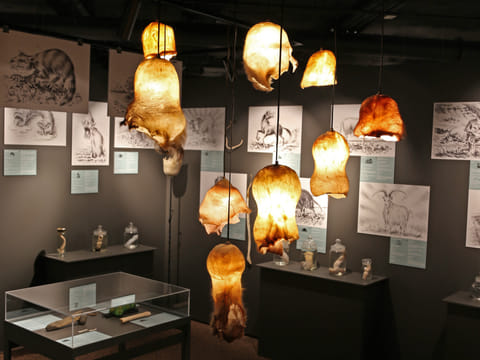 Penis museum